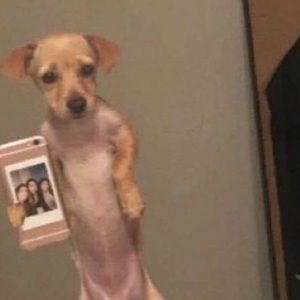 Meet your Posher, Tanner